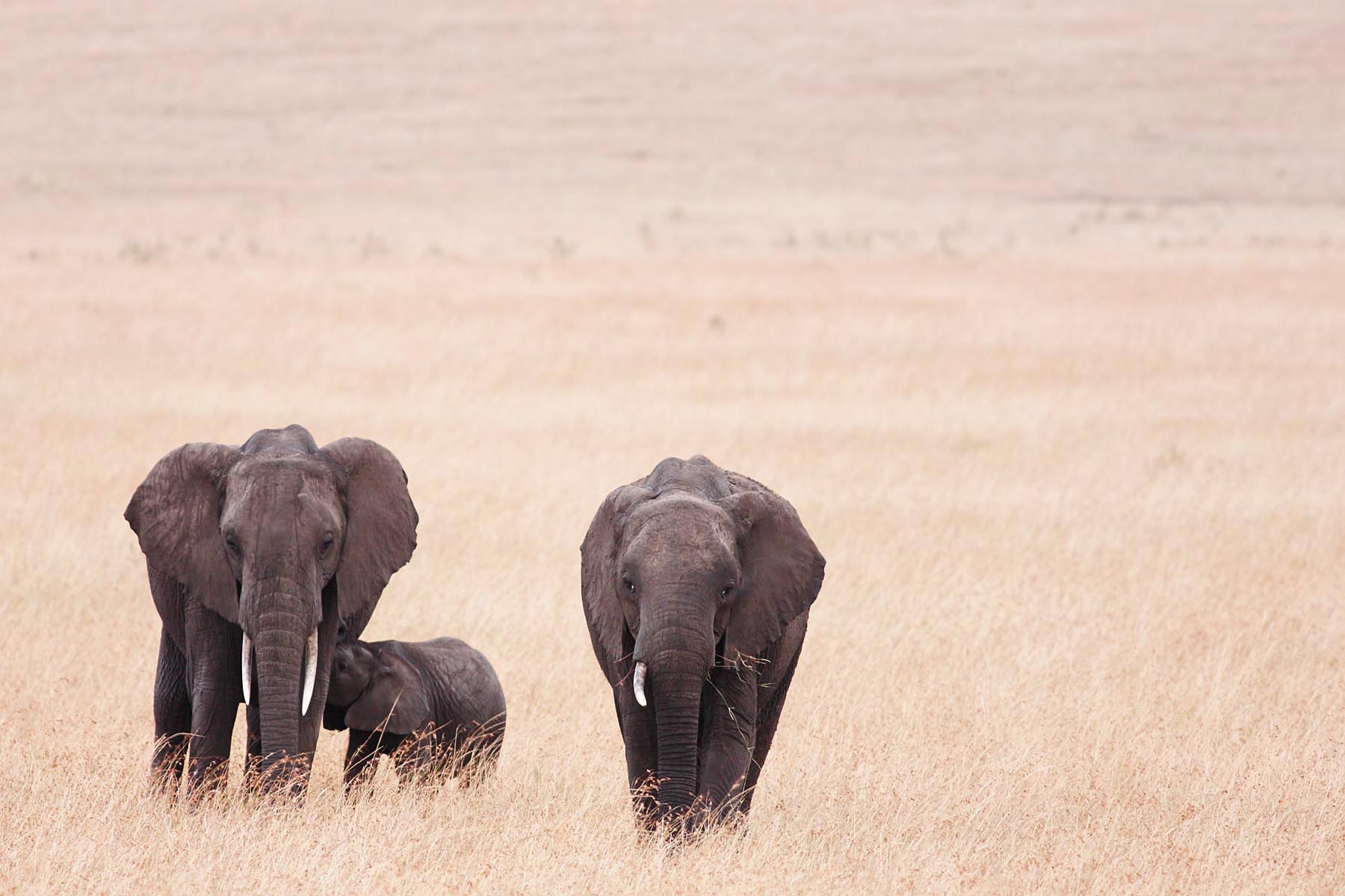 Elefantes. Masai Mara. Kenya